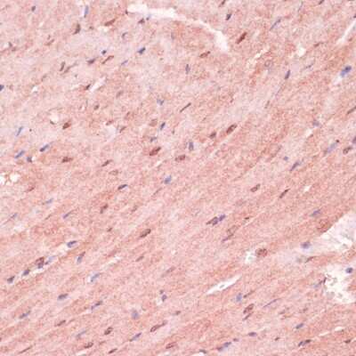 Immunohistochemistry-Paraffin: RNF5 Antibody - BSA Free [NBP2-94913]