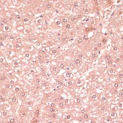 Immunohistochemistry-Paraffin: RNF5 Antibody - BSA Free [NBP2-94913]