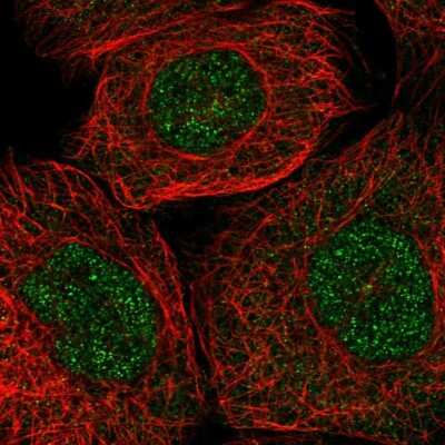 Immunocytochemistry/ Immunofluorescence: RNF7 Antibody [NBP1-85594]