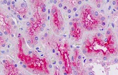 Immunohistochemistry-Paraffin: RNF7 Antibody [NBP1-46159]