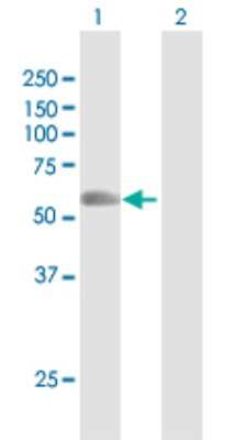 Western Blot: RNF8 Antibody [H00009025-D01P]