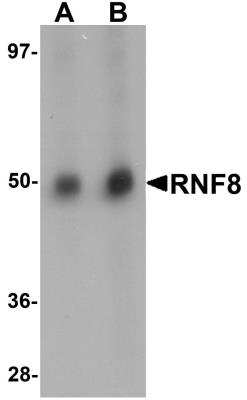 Western Blot: RNF8 AntibodyBSA Free [NBP1-77166]