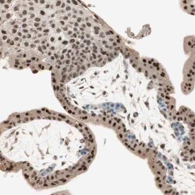 Immunohistochemistry-Paraffin: RNGTT Antibody [NBP1-83281]