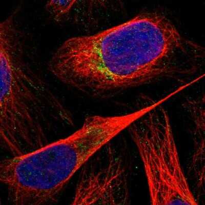 Immunocytochemistry/ Immunofluorescence: RNMTL1 Antibody [NBP1-83845]
