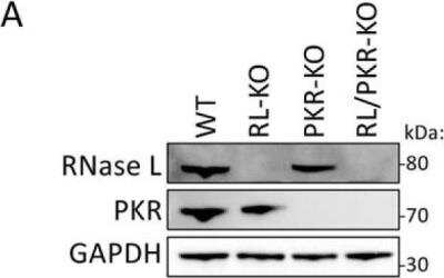 Knockout Validated: RNase L Antibody (2E9) - BSA Free [NB100-351]