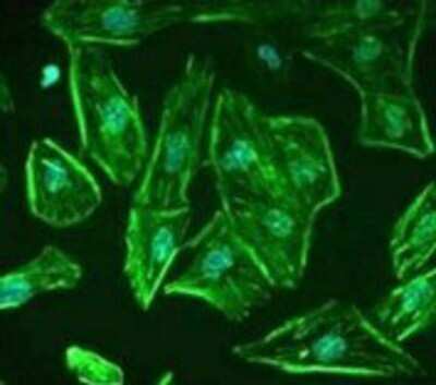 Immunocytochemistry/ Immunofluorescence: ROBO1 Antibody [NB600-1254]