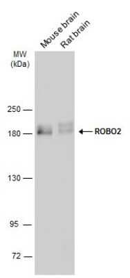Western Blot: ROBO2 Antibody [NBP3-13364]
