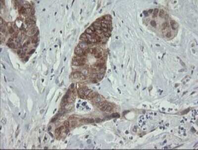 Immunohistochemistry: ROMO1 Antibody (OTI2C12) - Azide and BSA Free [NBP2-73928]