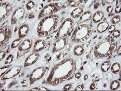 Immunohistochemistry: ROMO1 Antibody (OTI2C12) - Azide and BSA Free [NBP2-73928]
