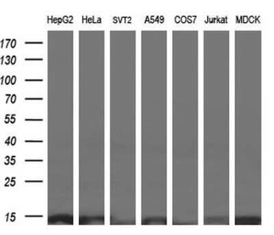 Western Blot: ROMO1 Antibody (OTI2C12)Azide and BSA Free [NBP2-73928]