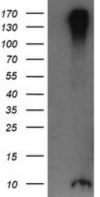 Western Blot: ROMO1 Antibody (OTI2C12)Azide and BSA Free [NBP2-73928]