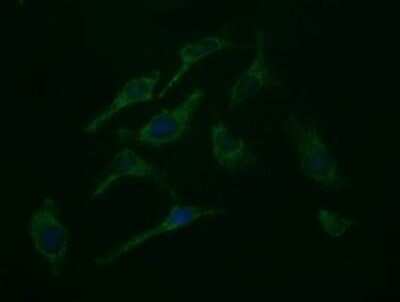 Immunocytochemistry/ Immunofluorescence: ROMO1 Antibody (OTI2C12) [NBP2-45607]