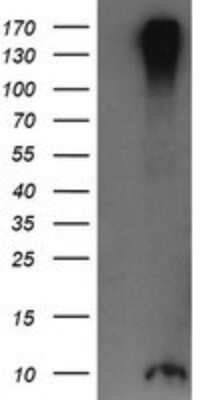 Western Blot: ROMO1 Antibody (OTI2C12) [NBP2-45607]