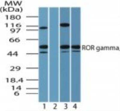 Western Blot: ROR gamma/RORC/NR1F3 AntibodyBSA Free [NBP2-24503]
