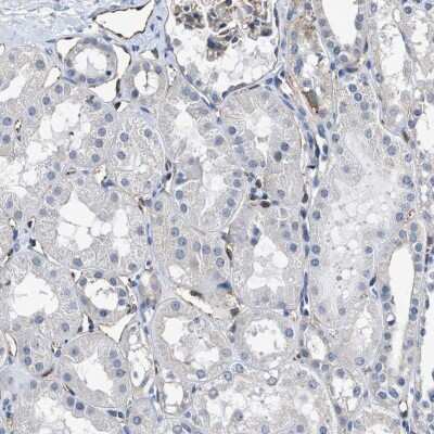 Immunohistochemistry-Paraffin: RP1-127L4.6 Antibody [NBP1-91083]