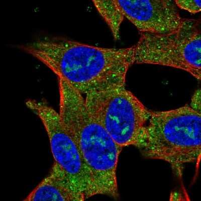 Immunocytochemistry/ Immunofluorescence: RP11-195F19.5 Antibody [NBP2-49609]