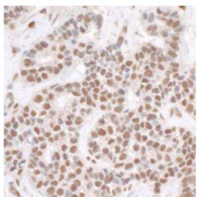 Immunohistochemistry-Paraffin: RPA2 Antibody [NB100-332]