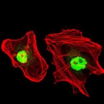 Immunocytochemistry/ Immunofluorescence: RPA70 Antibody (4C4) - BSA Free [NBP2-37500]