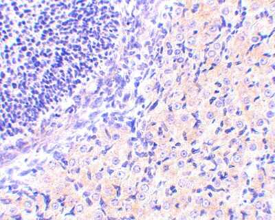 Immunohistochemistry-Paraffin: RPAIN Antibody - BSA Free [NBP1-76749]