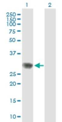 Western Blot: RPAIN Antibody [H00084268-B01P]