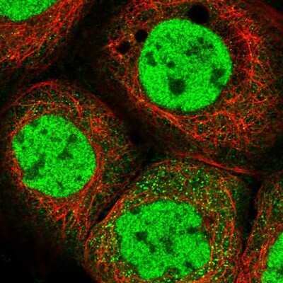 Immunocytochemistry/ Immunofluorescence: RPB2 Antibody [NBP1-87786]