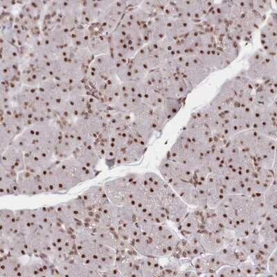 Immunohistochemistry-Paraffin: RPB8 Antibody [NBP1-80816]