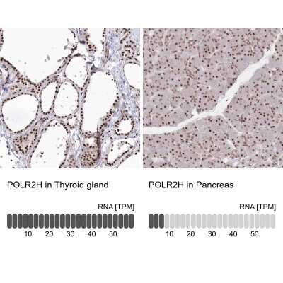 Immunohistochemistry-Paraffin: RPB8 Antibody [NBP1-80816]