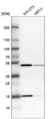 Western Blot: RPB8 Antibody [NBP1-80816]