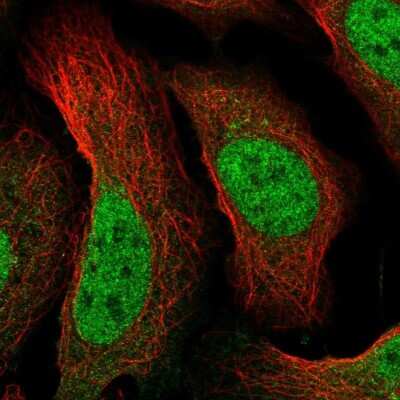Immunocytochemistry/ Immunofluorescence: RPB9 Antibody [NBP1-92344]