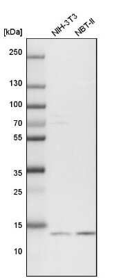 Western Blot: RPB9 Antibody [NBP1-92344]