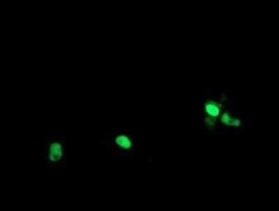 Immunocytochemistry/ Immunofluorescence: RPC62 Antibody (OTI2H1) - Azide and BSA Free [NBP2-73942]