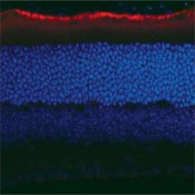 Immunohistochemistry-Frozen: RPE65 Antibody (401.8B11.3D9) - Azide and BSA Free [NBP2-80931]