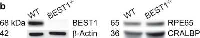 Knockout Validated: RPE65 Antibody (401.8B11.3D9) - BSA Free [NB100-355]