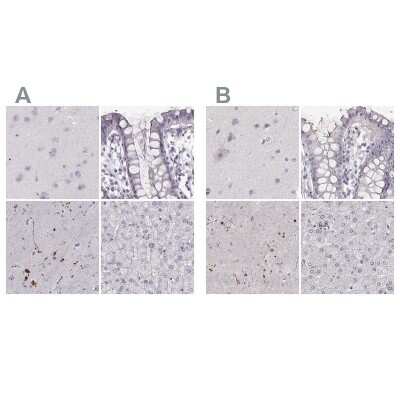 Immunohistochemistry-Paraffin: RPIP8 Antibody [NBP1-80855]