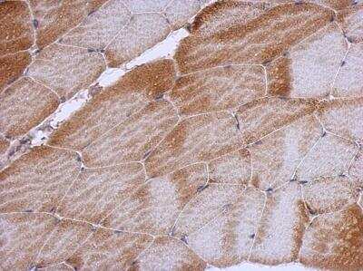 Immunohistochemistry-Paraffin: RPL12 Antibody [NBP2-20211]