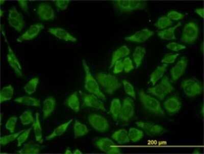Immunocytochemistry/ Immunofluorescence: RPL13 Antibody (3F6) [H00006137-M01]