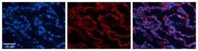 Immunohistochemistry: RPL13 Antibody [NBP1-57476]