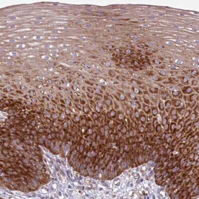 Immunohistochemistry-Paraffin: RPL13 Antibody [NBP2-13250]