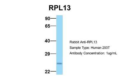 Western Blot: RPL13 Antibody [NBP1-57476]