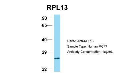 Western Blot: RPL13 Antibody [NBP1-57476]