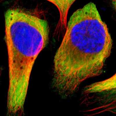 Immunocytochemistry/ Immunofluorescence: RPL14 Antibody [NBP1-85385]