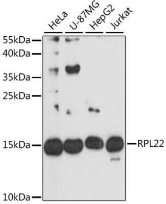 Western Blot: RPL22 AntibodyAzide and BSA Free [NBP2-93082]