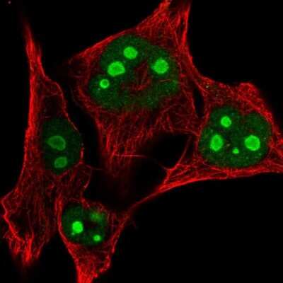 Immunocytochemistry/ Immunofluorescence: RPL24/RLP24 Antibody [NBP2-38971]