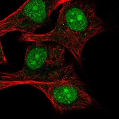 Immunocytochemistry/ Immunofluorescence: RPL24/RLP24 Antibody [NBP2-38992]