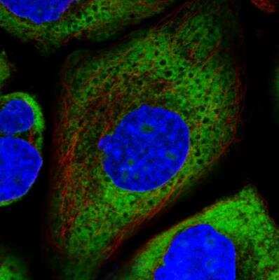 Immunocytochemistry/ Immunofluorescence: Ribosomal protein L26 Antibody [NBP1-80812]