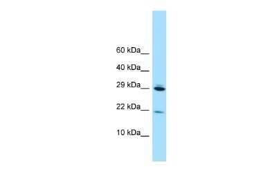 Western Blot: RPL28 Antibody [NBP2-83468]