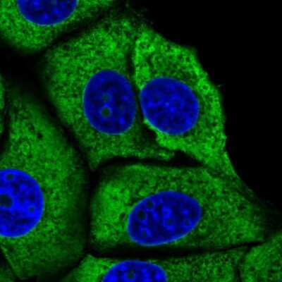 Immunocytochemistry/ Immunofluorescence: RPL29 Antibody [NBP2-49581]