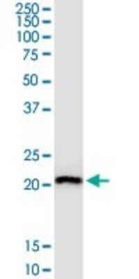 Western Blot: RPL29 Antibody [H00006159-B02P]