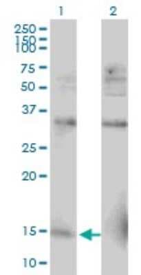 Western Blot: RPL30 Antibody (2F6) [H00006156-M04]