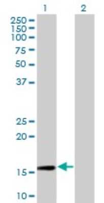 Western Blot: RPL30 Antibody (4E6) [H00006156-M01]